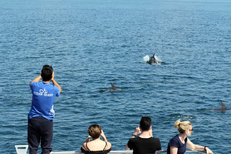 Vilamoura: Boat Tour Dolphin Quest & Marine Life Search - When dolphins show up: what to look for and how to improve your odds