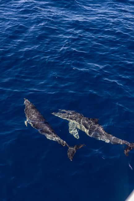 Vilamoura: Boat Tour Dolphin Quest & Marine Life Search - Beyond dolphins: marine life you may spot along the Algarve coast