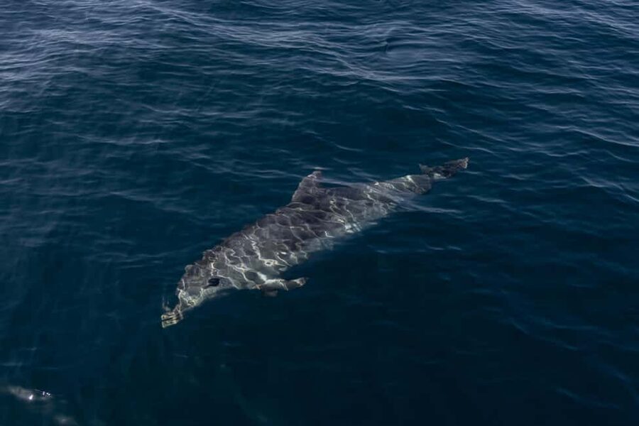 Vilamoura: Boat Tour Dolphin Quest & Marine Life Search - Price and value: is $47 per person worth it?