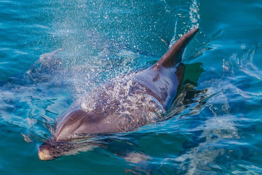 Vilamoura: Boat Tour Dolphin Quest & Marine Life Search - Timing, language, and the kind of guides you’ll want on your boat