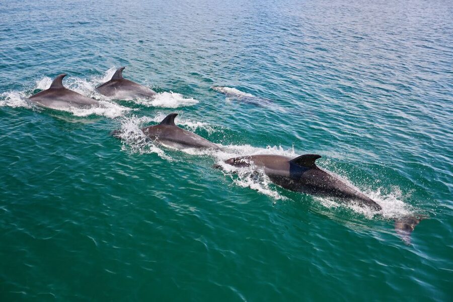 Vilamoura: Boat Tour Dolphin Quest & Marine Life Search - Finding O’Neills in Vilamoura (and starting your day smoothly)