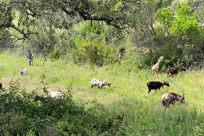 Walk in the Hills with Goat Herder-Local Honey, Wine and Cheese Tasting - A Hillside Farm Walk That Feels Like Real Agrotourism