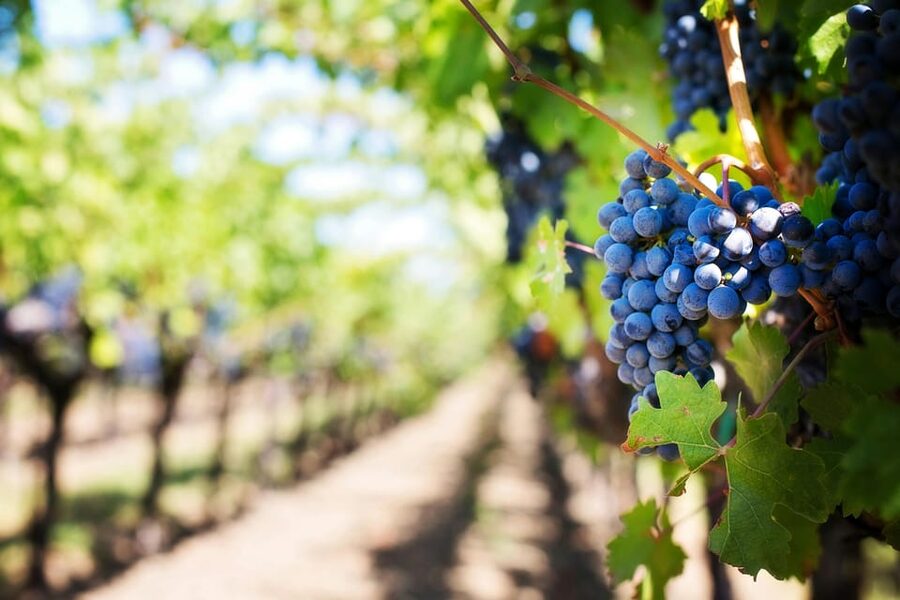 Wine Tasting Off-Road Tour - Pickup, Vehicle, and Timing: What to Expect Before You Roll
