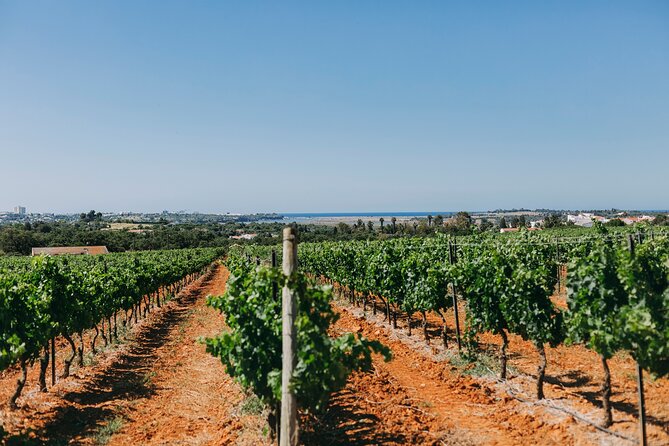 Wine Tasting & Tapas 4x4 Tours - How the morning works: pickup, 8:45 start, and meeting point