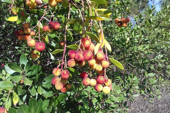 Wine Tasting & Tapas 4x4 Tours - Coffee in a picturesque village + a short nature walk